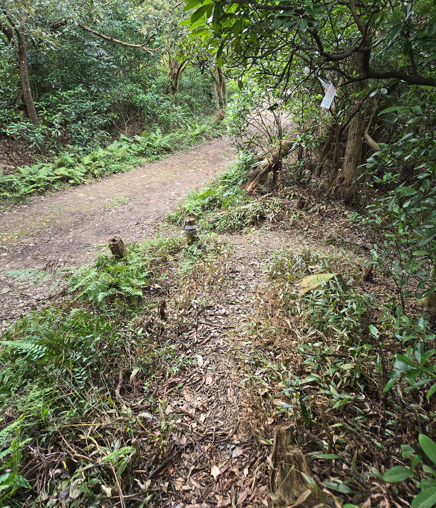 圖 小金面山—西湖山小O型