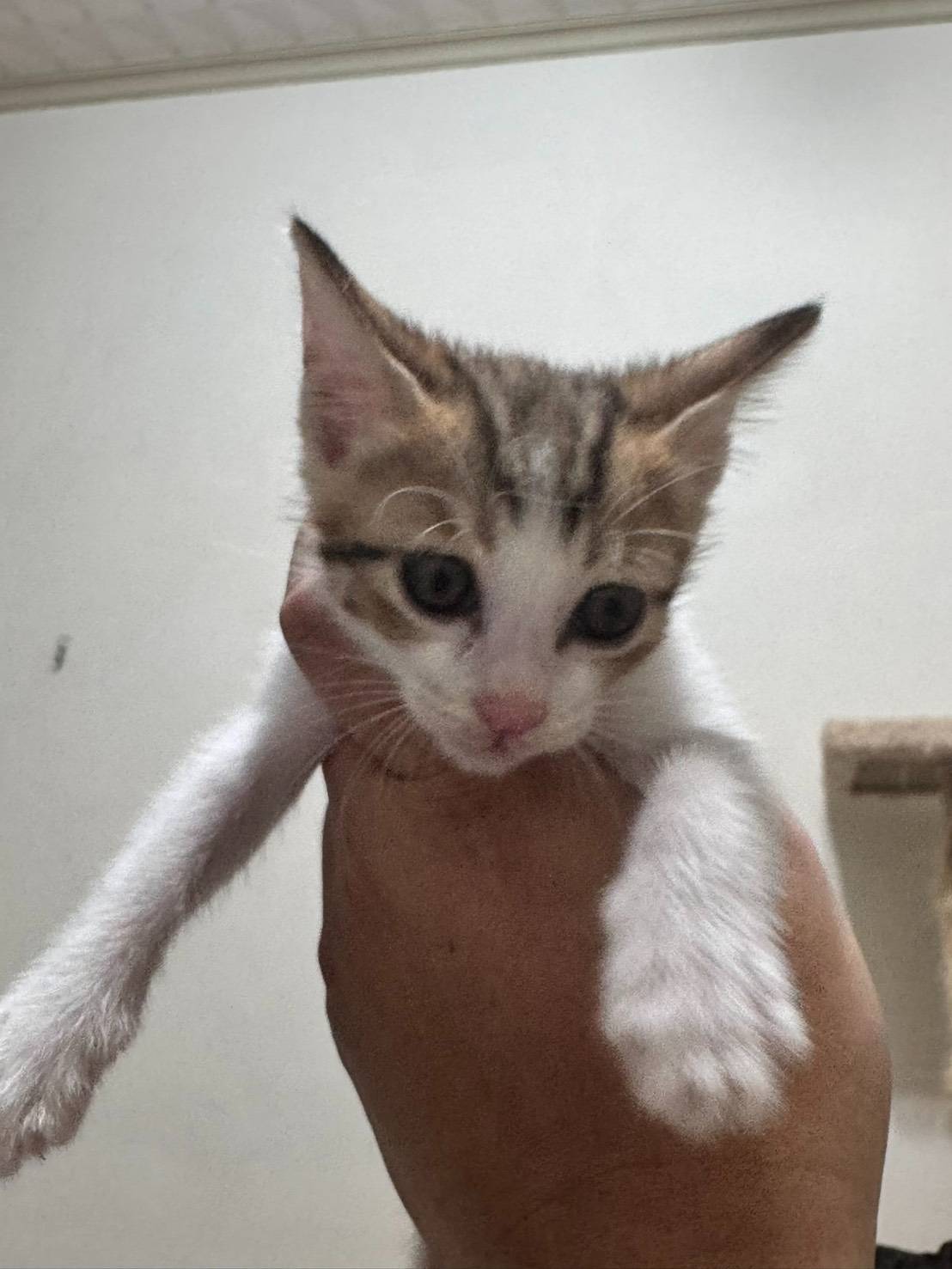 [認養/全國] 四隻虎斑小屁孩