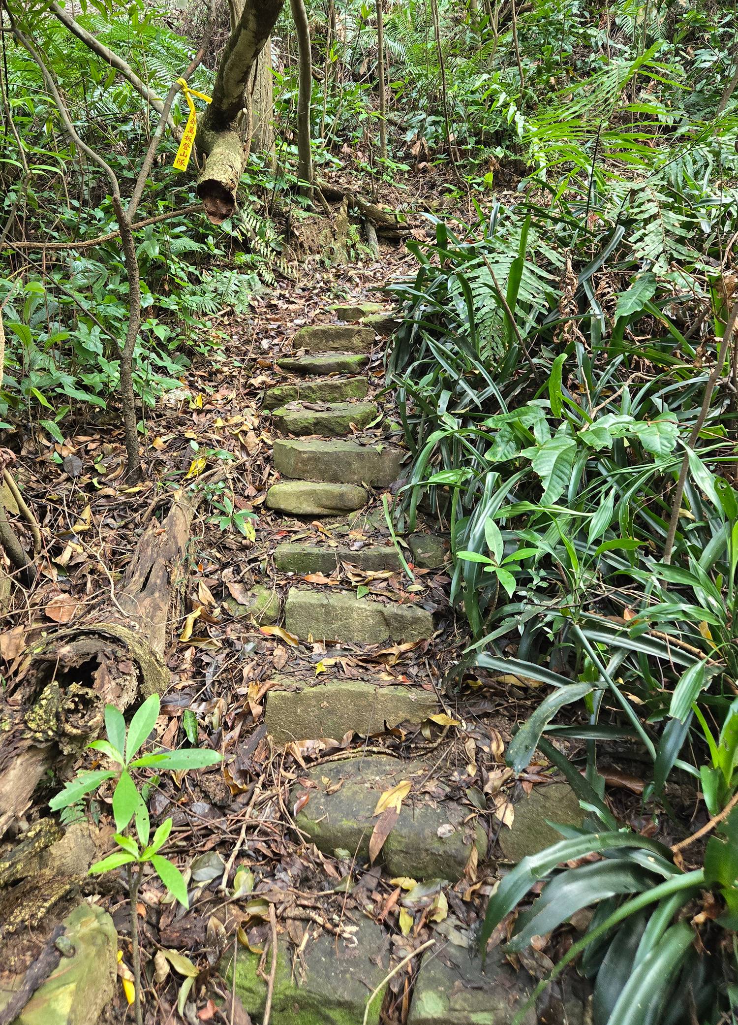 圖 小金面山—西湖山小O型