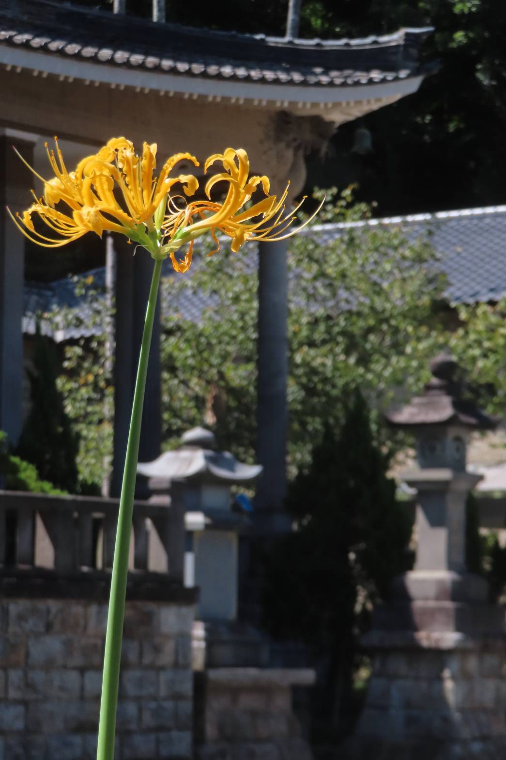 [問卦] 金山區的區花是什麼花