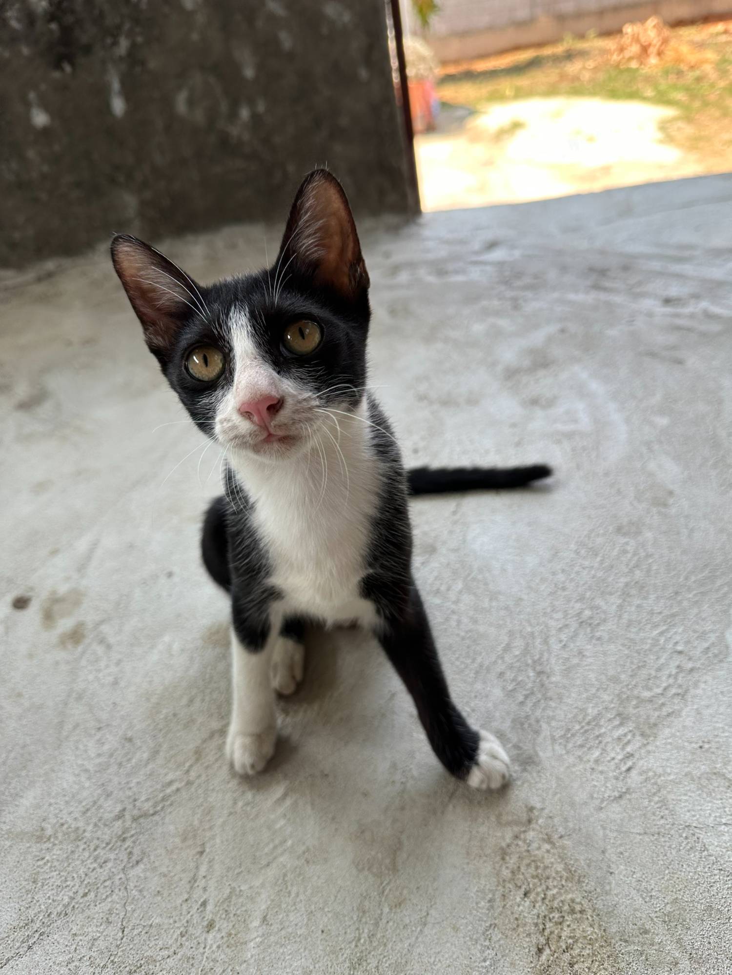 [認養] 活潑滿電四賓士和一愛撒嬌黑貓來找家！