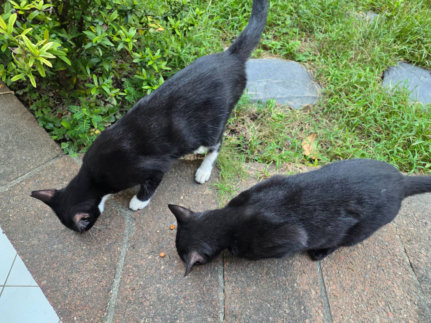 Re: [問卦] 呂捷跟李天豪專業度怎麼差那麼多