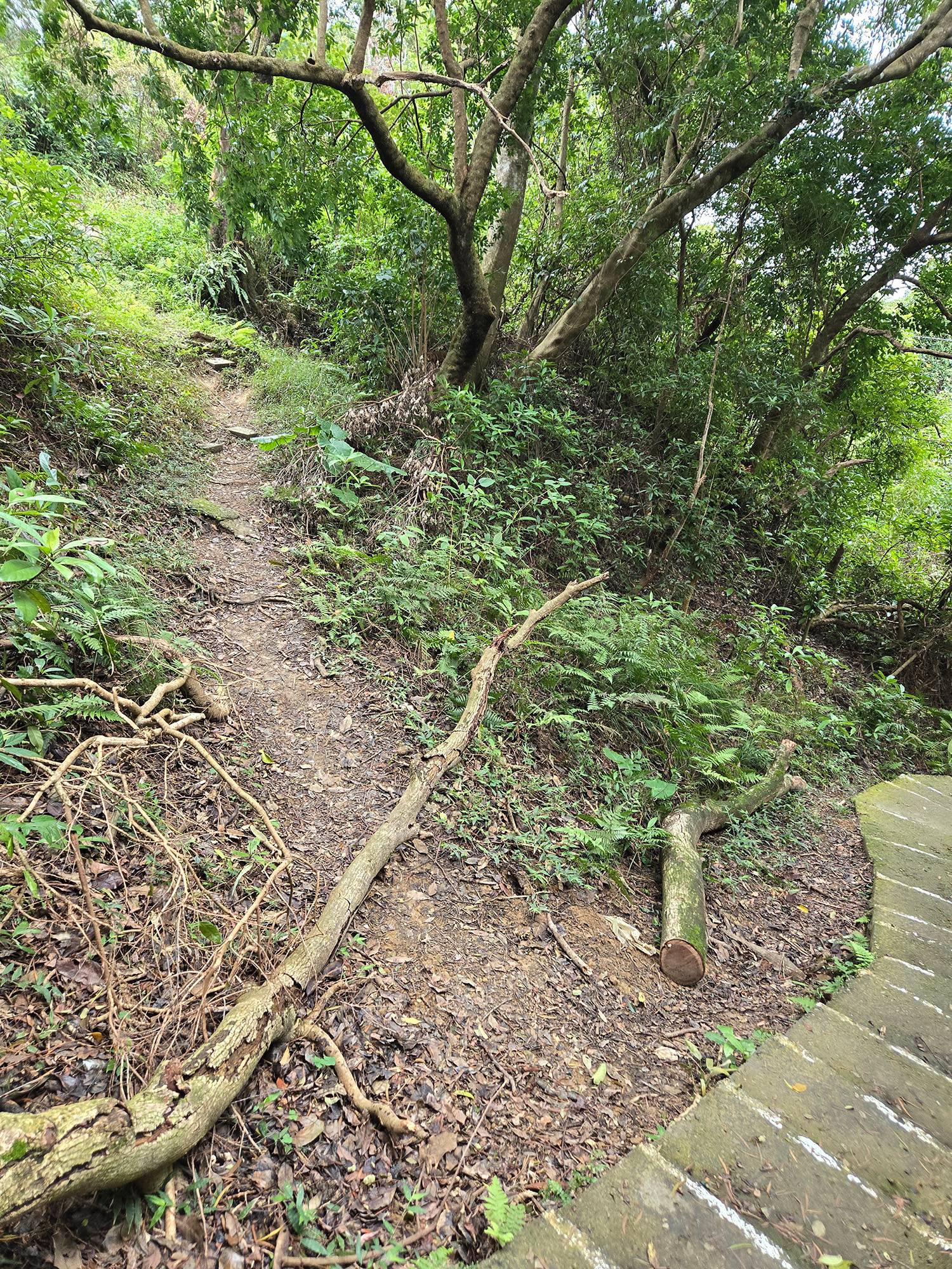 圖 小金面山—西湖山小O型