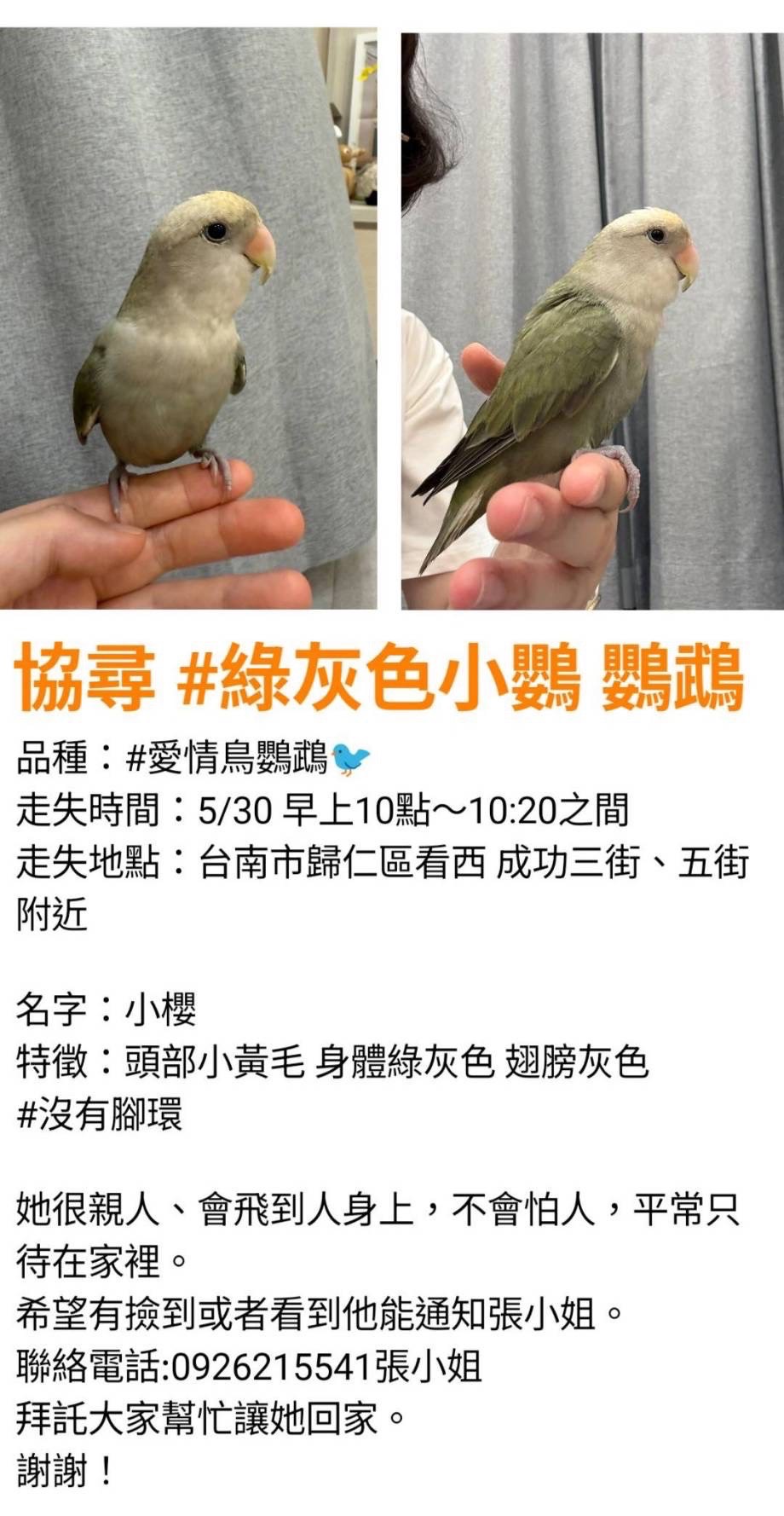 [失蹤]  小鸚協尋