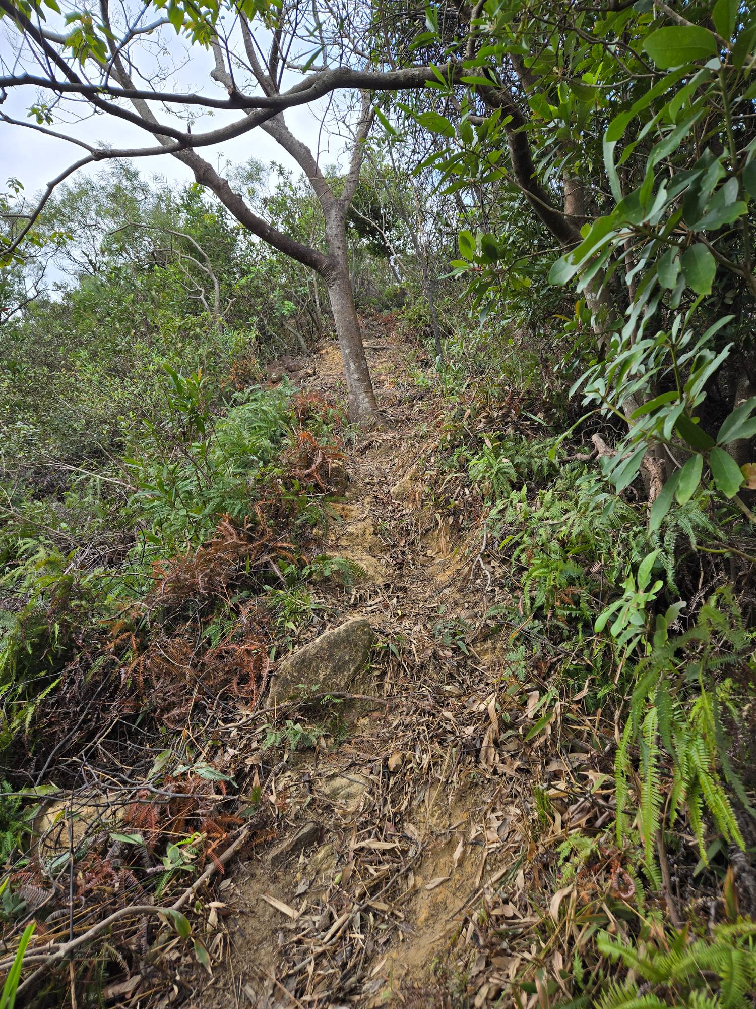 圖 小金面山—西湖山小O型