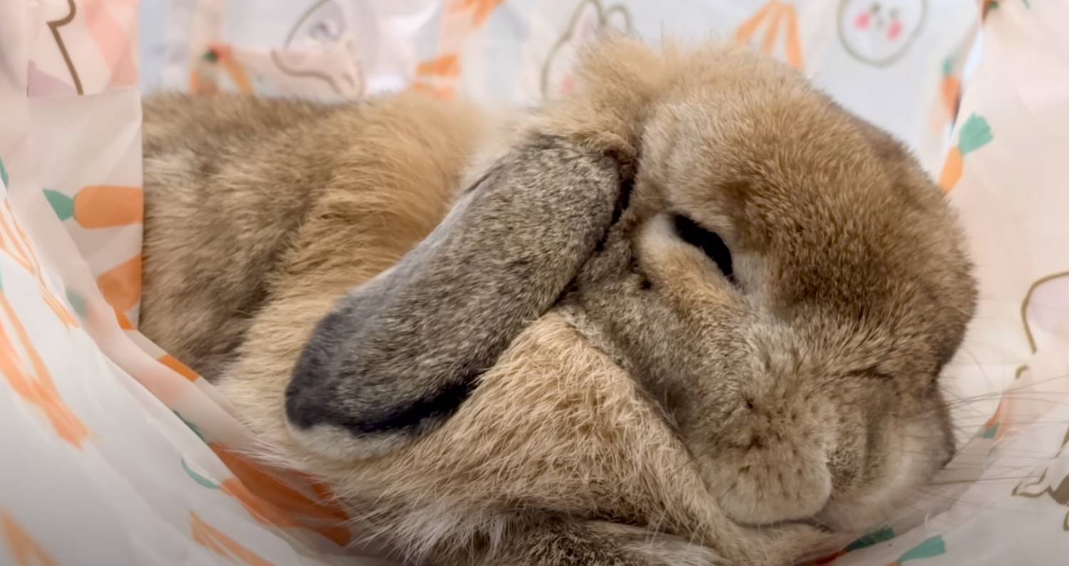 [問卦] 半夜爬起來解數學？