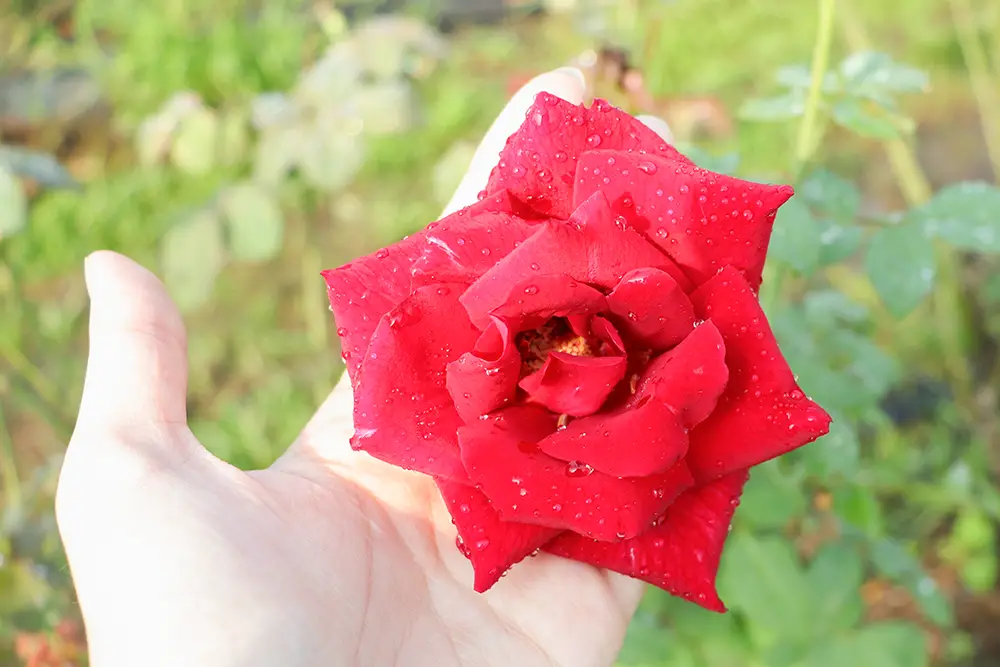 大花玫瑰休閒農場