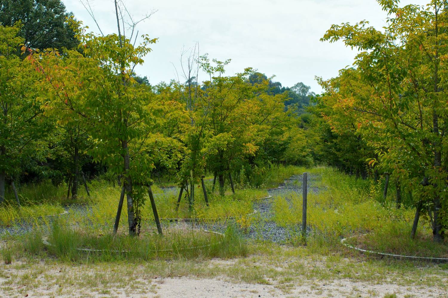 圖 瀨戶內國際藝術季025 夏季展期
