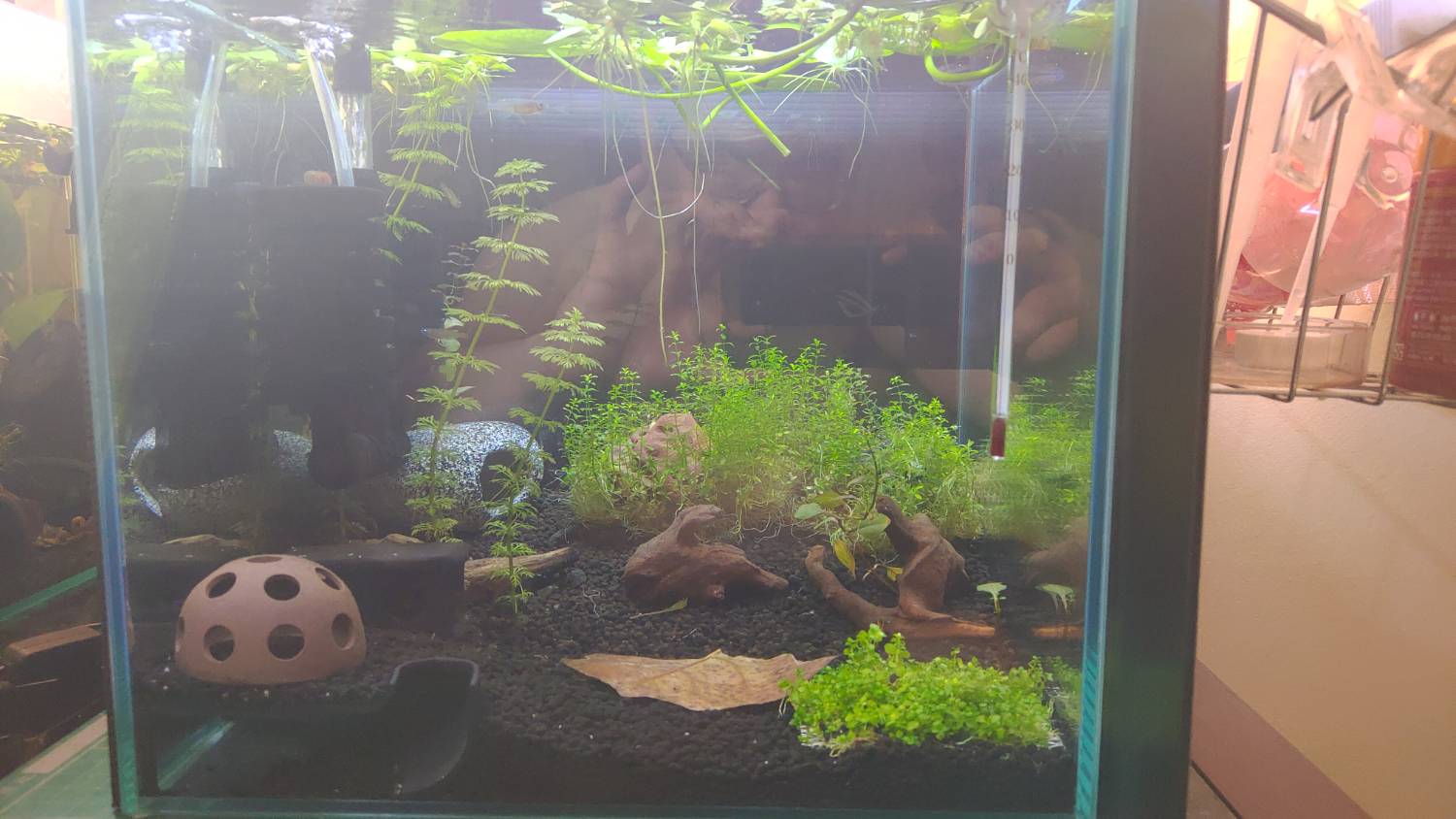 [掛號] 七彩稻田入缸後持續死亡