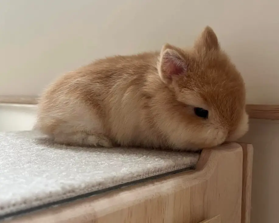 [問卦] 在房間就想躺著怎麼唸書？