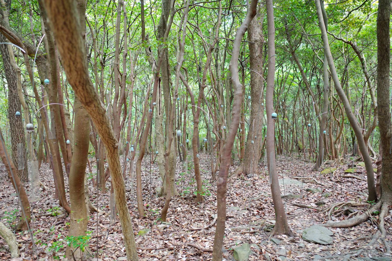 圖 瀨戶內國際藝術季025 夏季展期