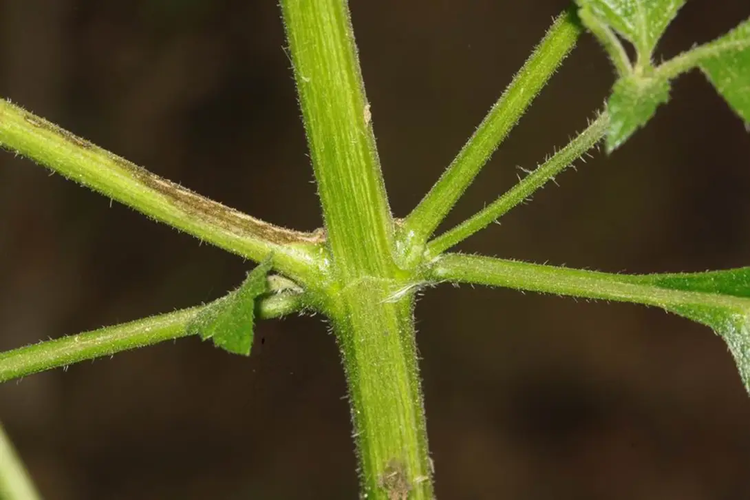 植物圖片
