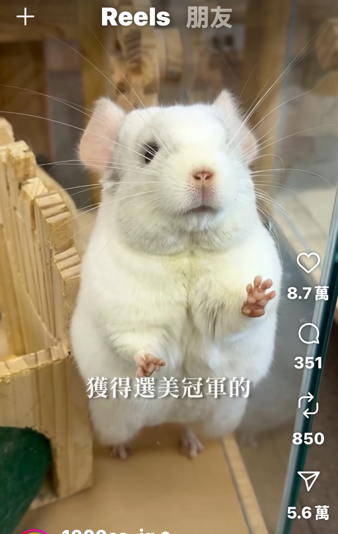 [問卦] 為什麼要跟大老鼠吃飯？