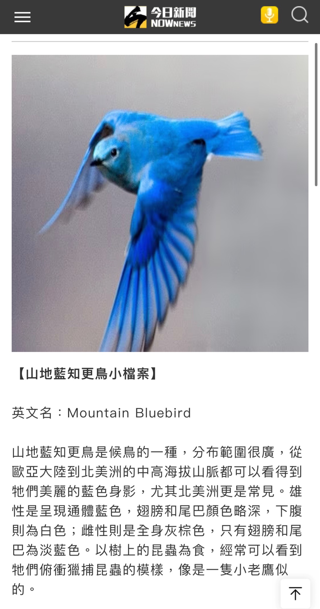 圖 青鳥是夜行性動物嗎？