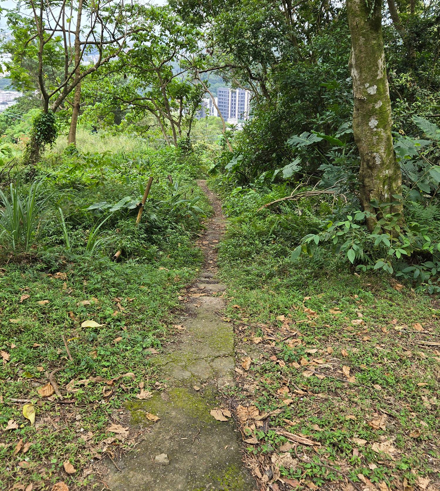 圖 小金面山—西湖山小O型