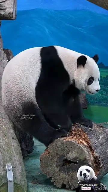 [問卦] 貓熊圓寶被木樁報仇 巨乳彭佳慧PS瑄(發錢 - 八卦 - PTT.BEST 批踢踢爆文 2