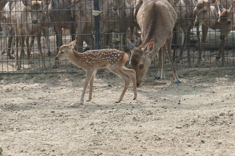 [問卦] 奈良「鹿苑」將在明天開放參觀