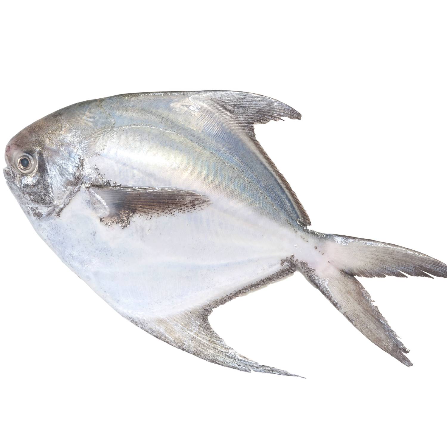 魚類