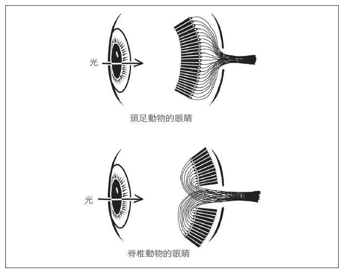 Re: [問卦] 上帝讓人直立行走卻忘了延長母人類尿道??