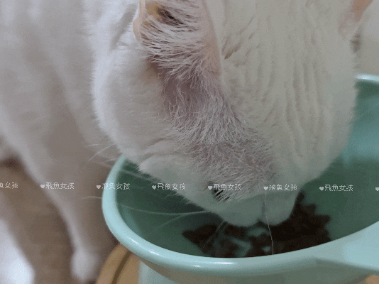 貓奴。寵物飲食控制飼料推薦:Pawful陪飽糧開箱!結紮貓吃陪心寵糧評價分享。 - 第25張圖 貓奴。寵物飲食控制飼料推薦:Pawful陪飽糧開箱!結紮貓吃陪心寵糧評價分享。