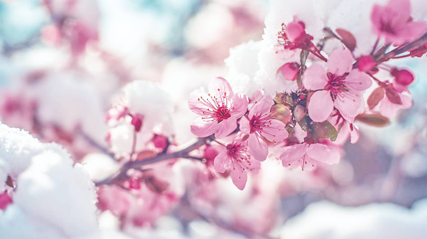 ”點擊放大” ”AA”