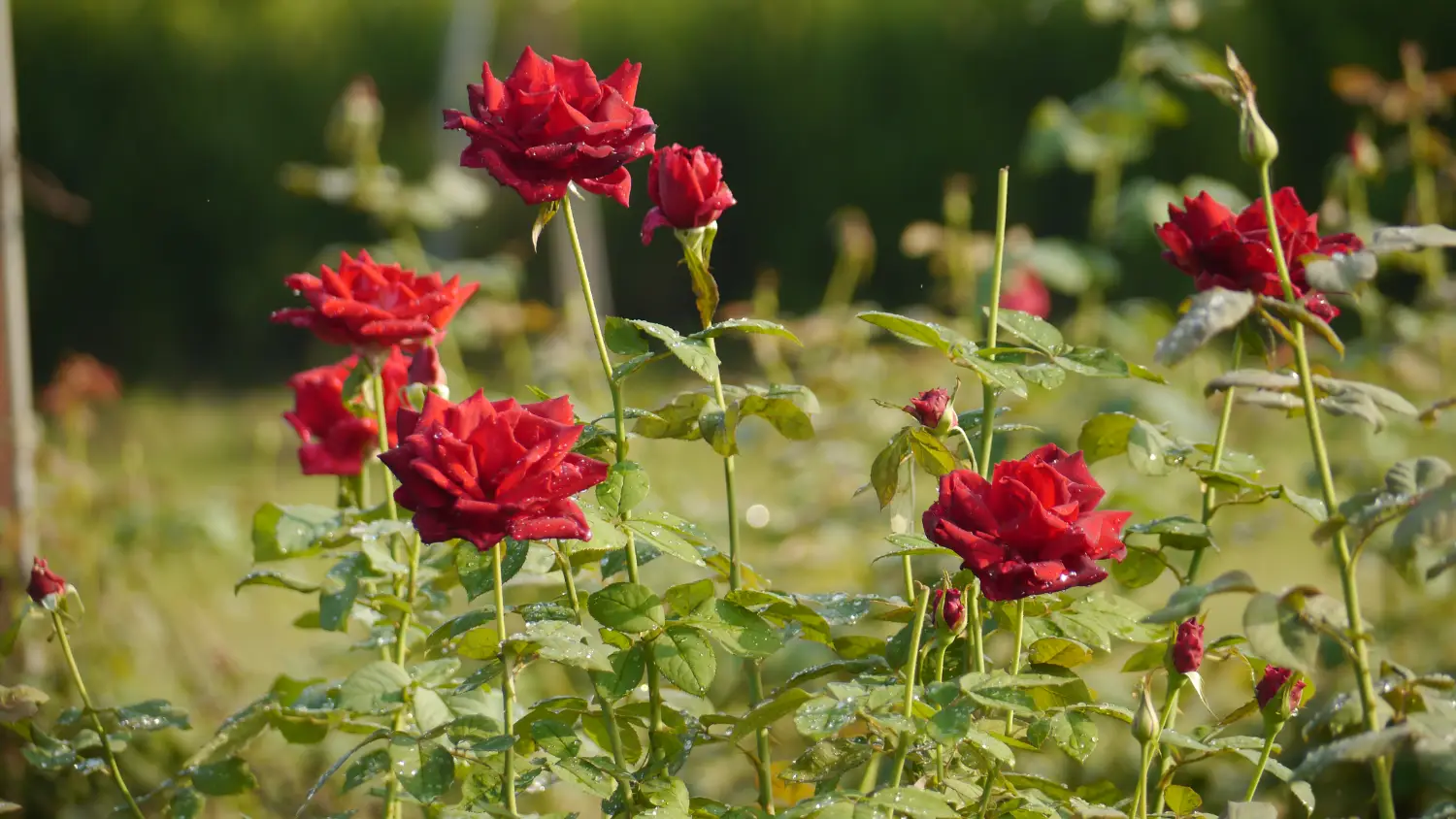 大花農場玫瑰花田