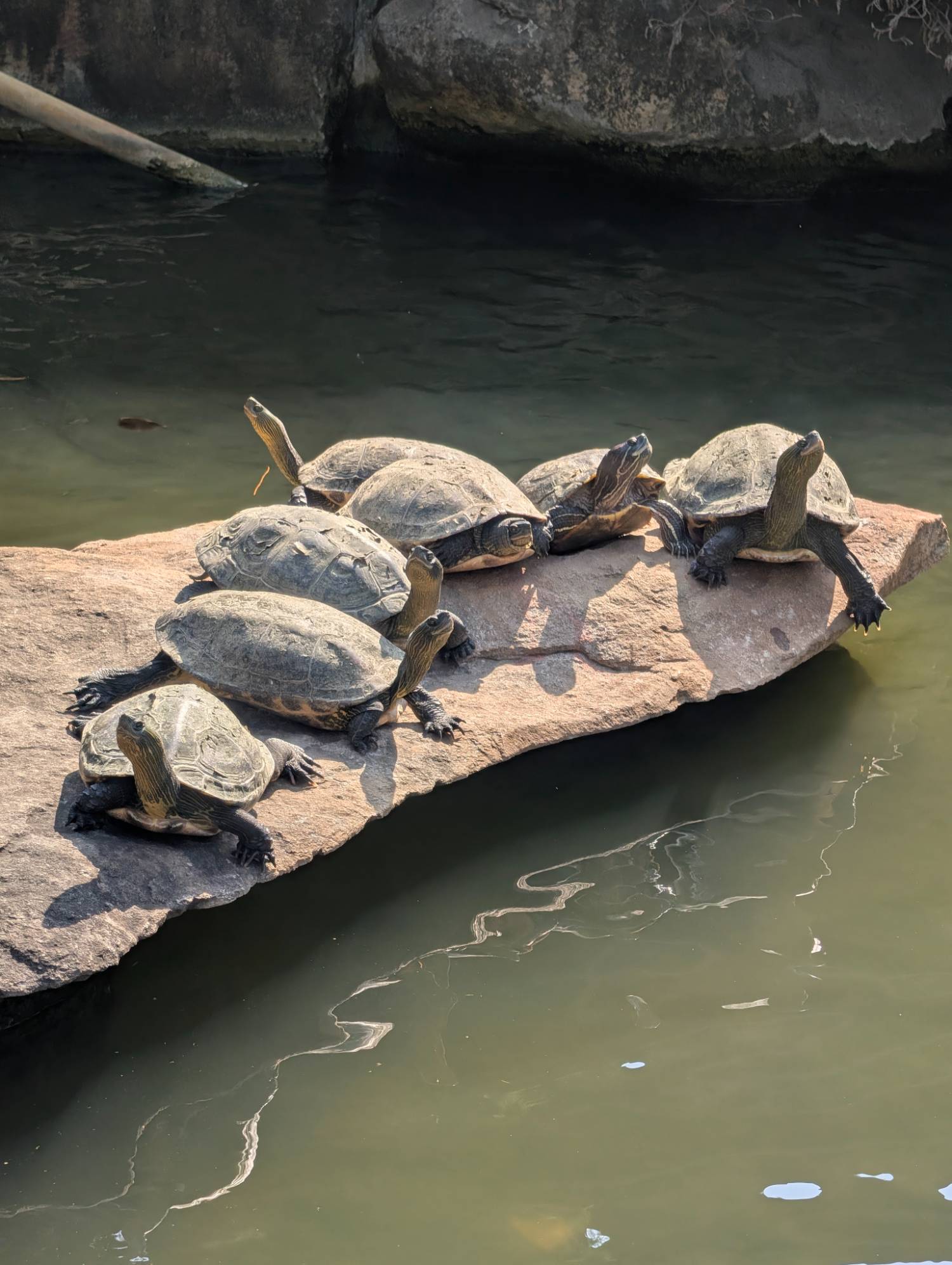 [問卦] 拉長龜頭曬太陽？