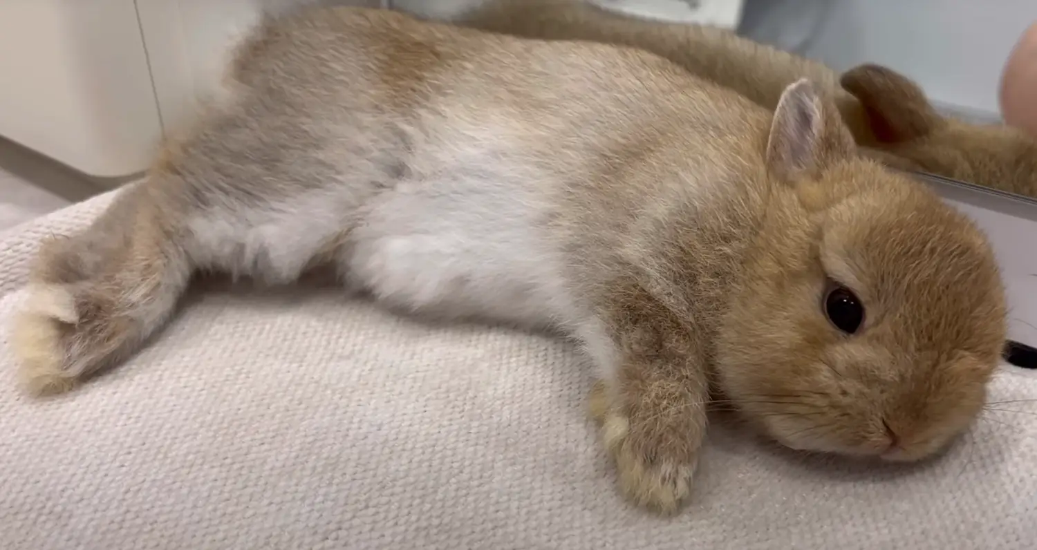 [問卦] iPhone17 pro 背板真的很醜欸（兔兔認證