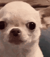 [內鬼] 米家三姊妹最近是不是很不妙