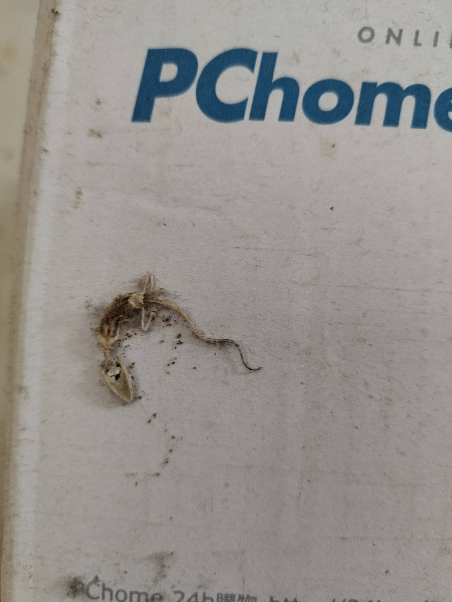 [問卦] 這是什麼化石?