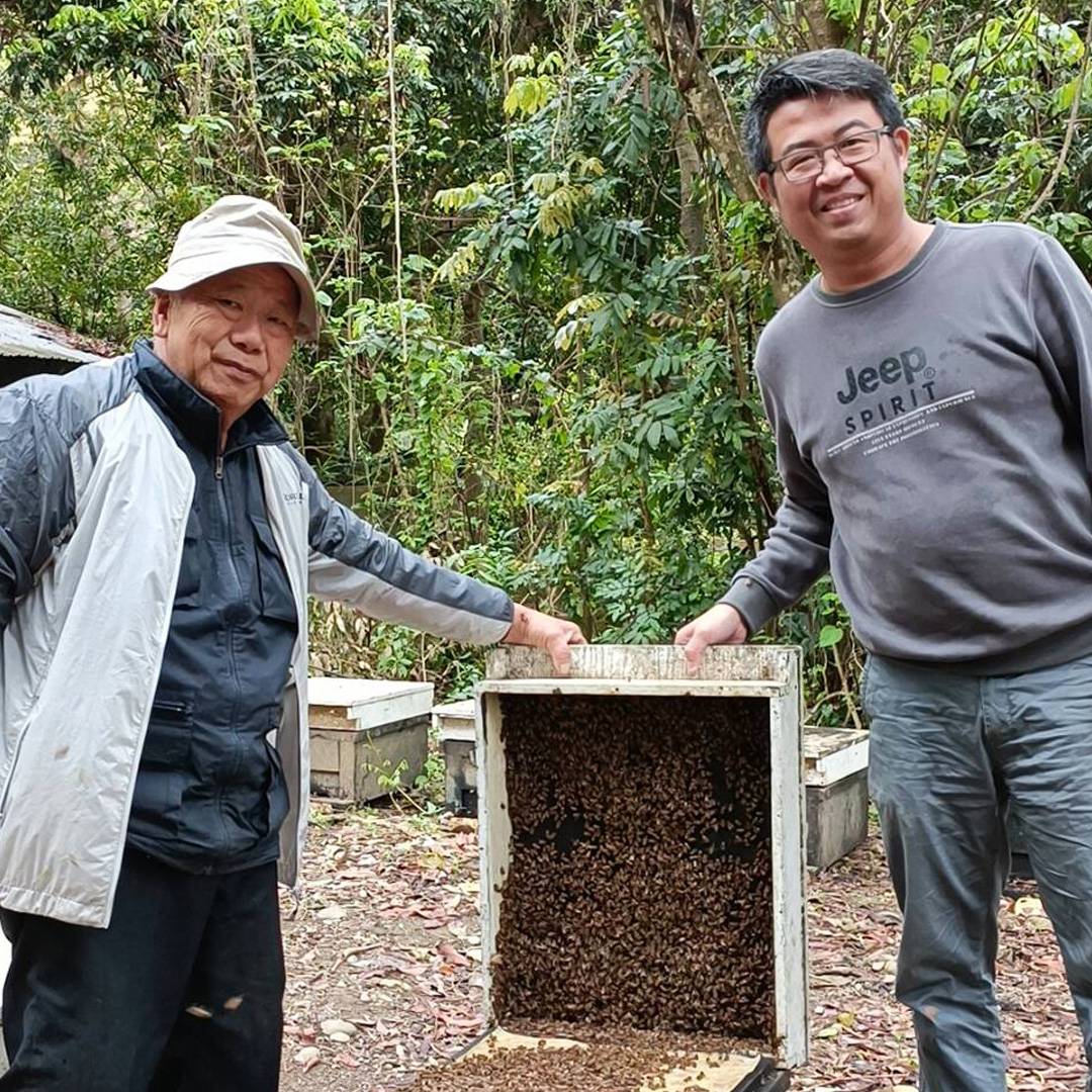 關西蜂場的清晨，蜂箱與花樹