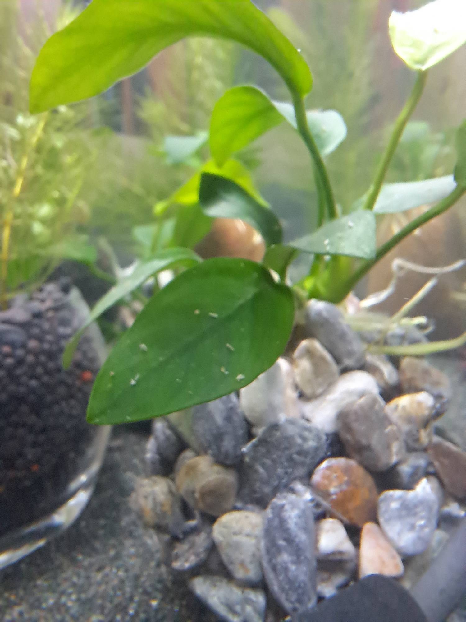 [問題] 開缸初期出現白色漂浮物