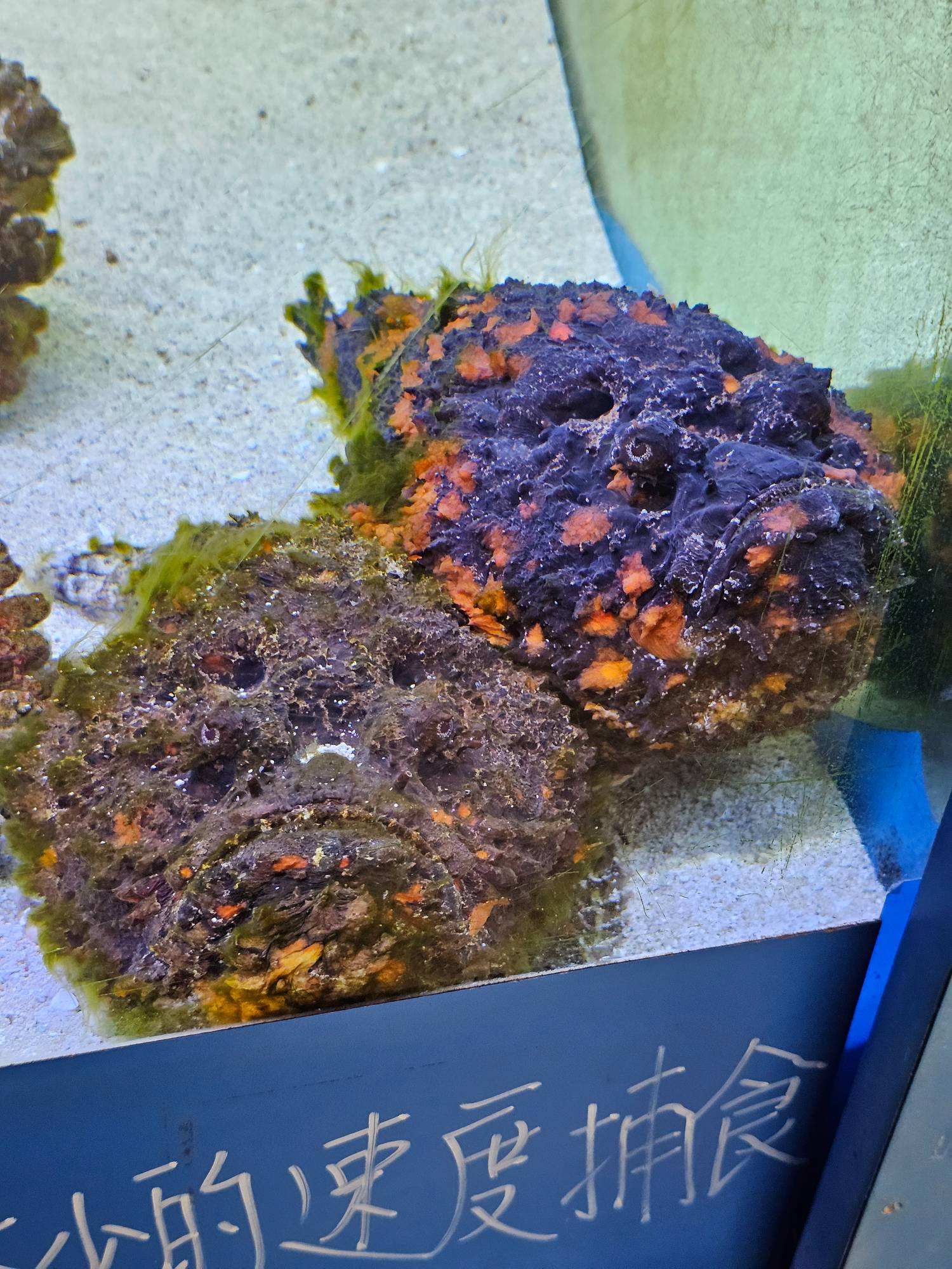 圖 251006 澄清湖主場