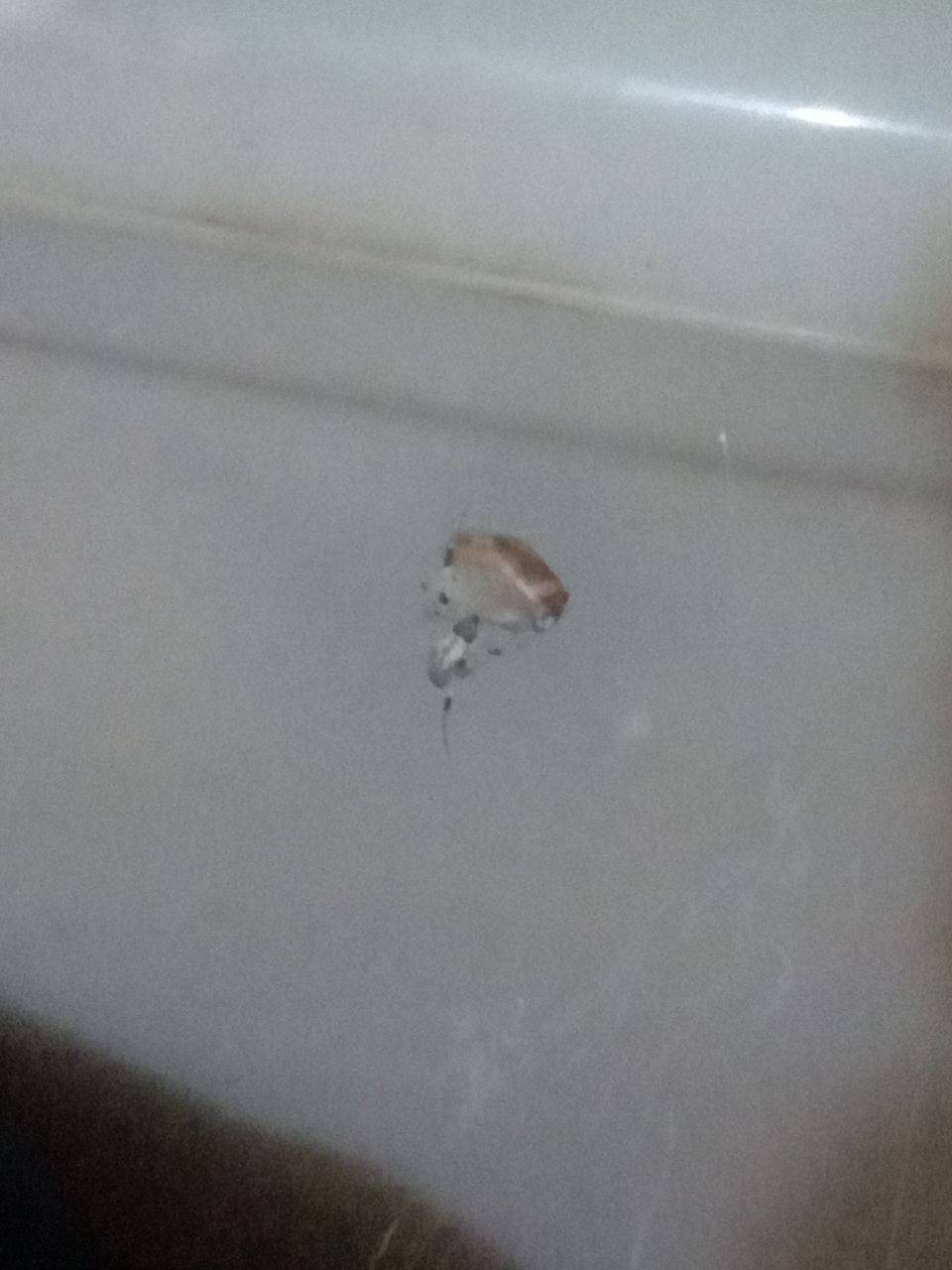 [問卦] 這是古氏棘蛛嗎