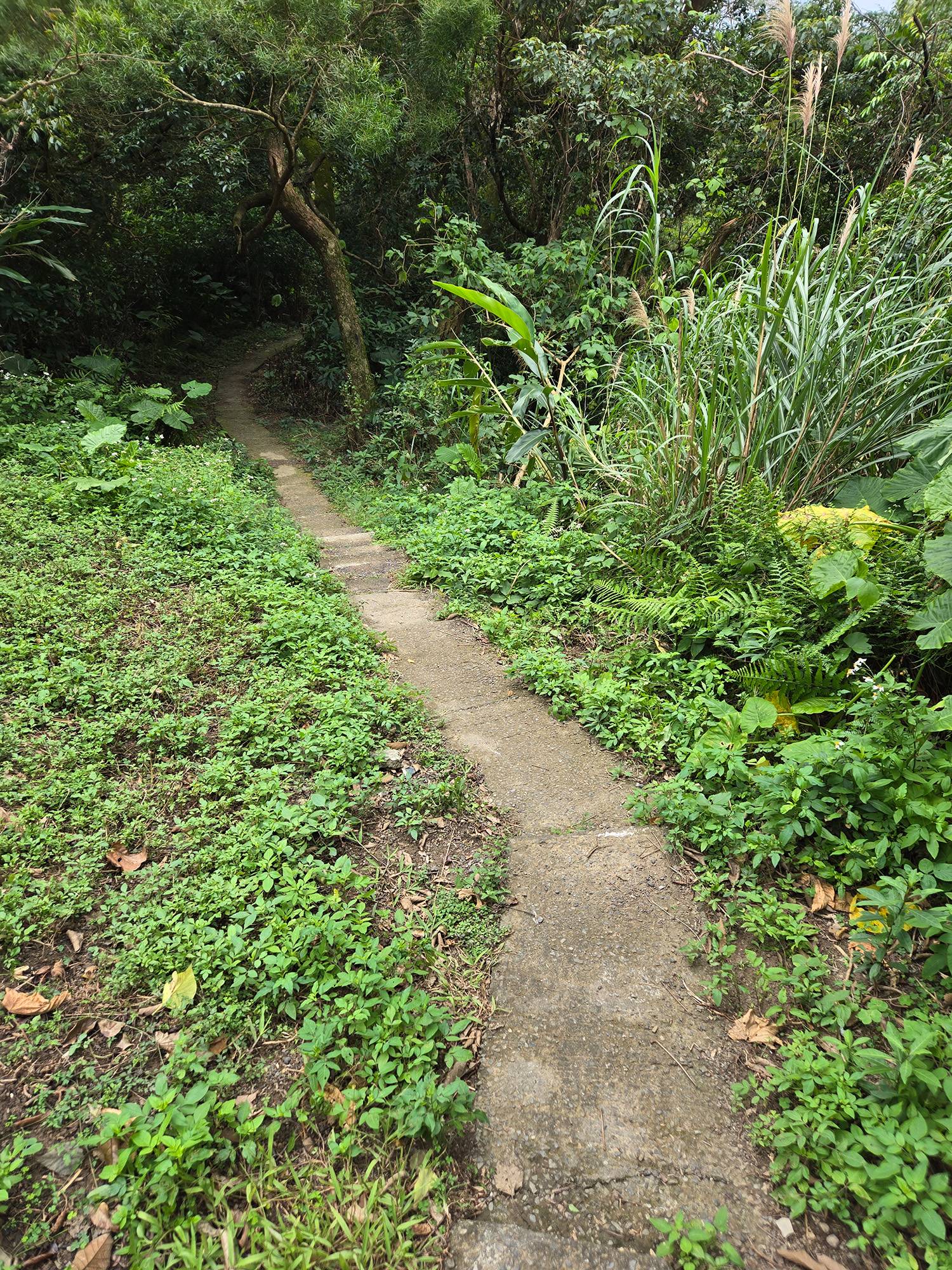 圖 小金面山—西湖山小O型