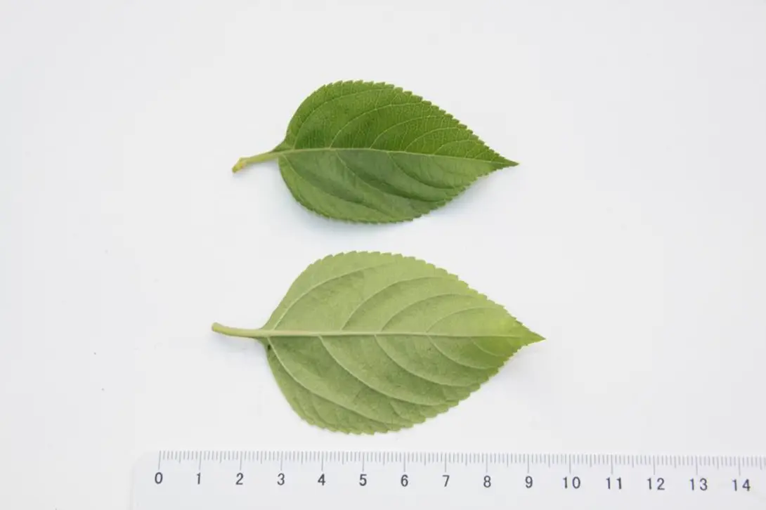 植物圖片