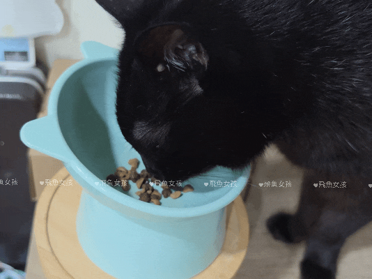 貓奴。寵物飲食控制飼料推薦:Pawful陪飽糧開箱!結紮貓吃陪心寵糧評價分享。 - 第21張圖 貓奴。寵物飲食控制飼料推薦:Pawful陪飽糧開箱!結紮貓吃陪心寵糧評價分享。