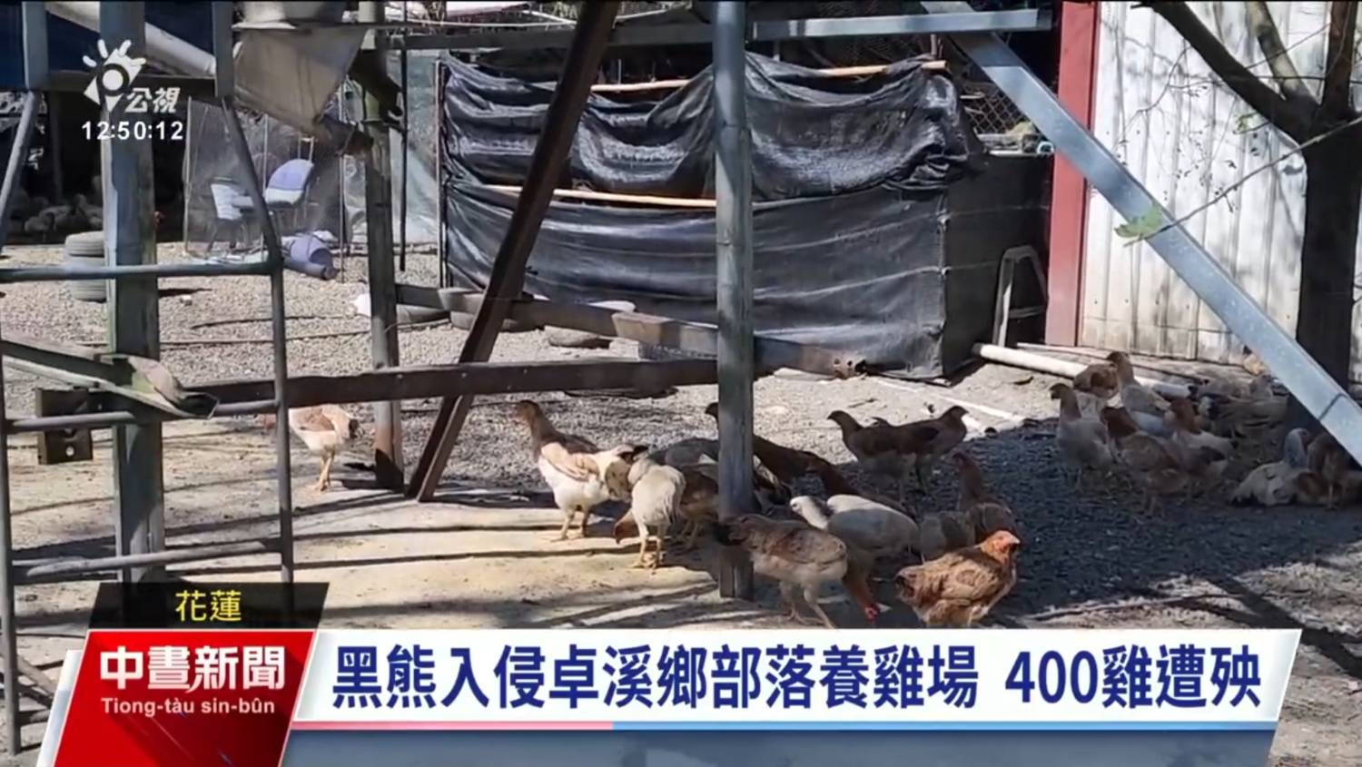 [問卦] 如果台灣有熊害 會發生什麼事？