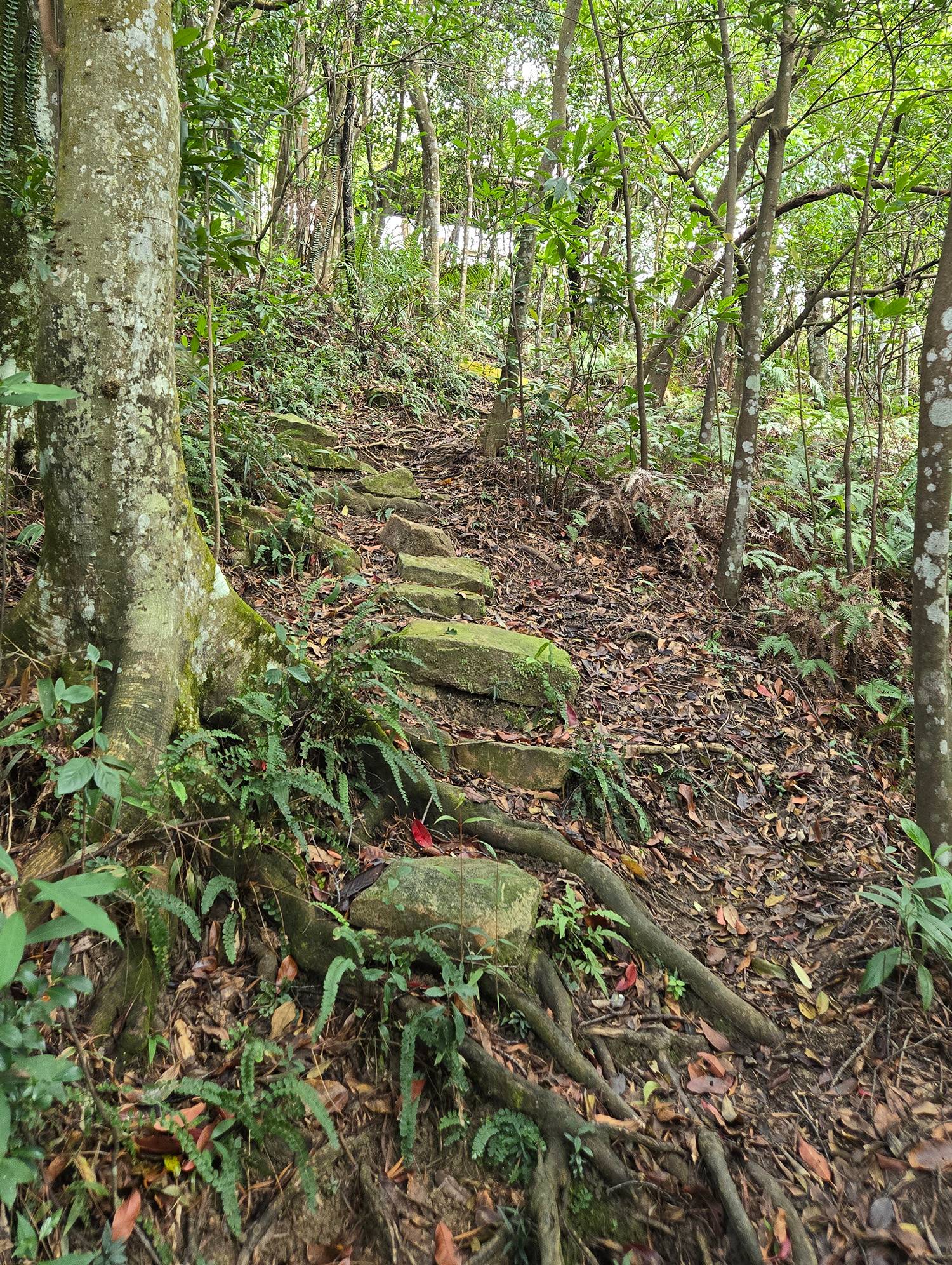 圖 小金面山—西湖山小O型