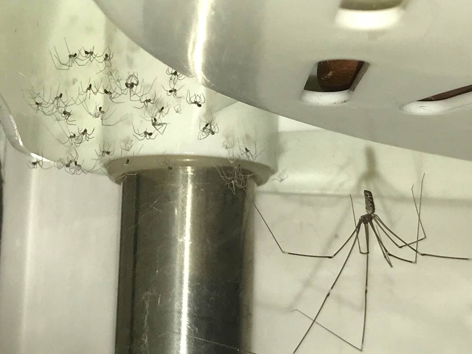 [問卦] 幽靈蛛生寶寶一直生一直生怎麼辦