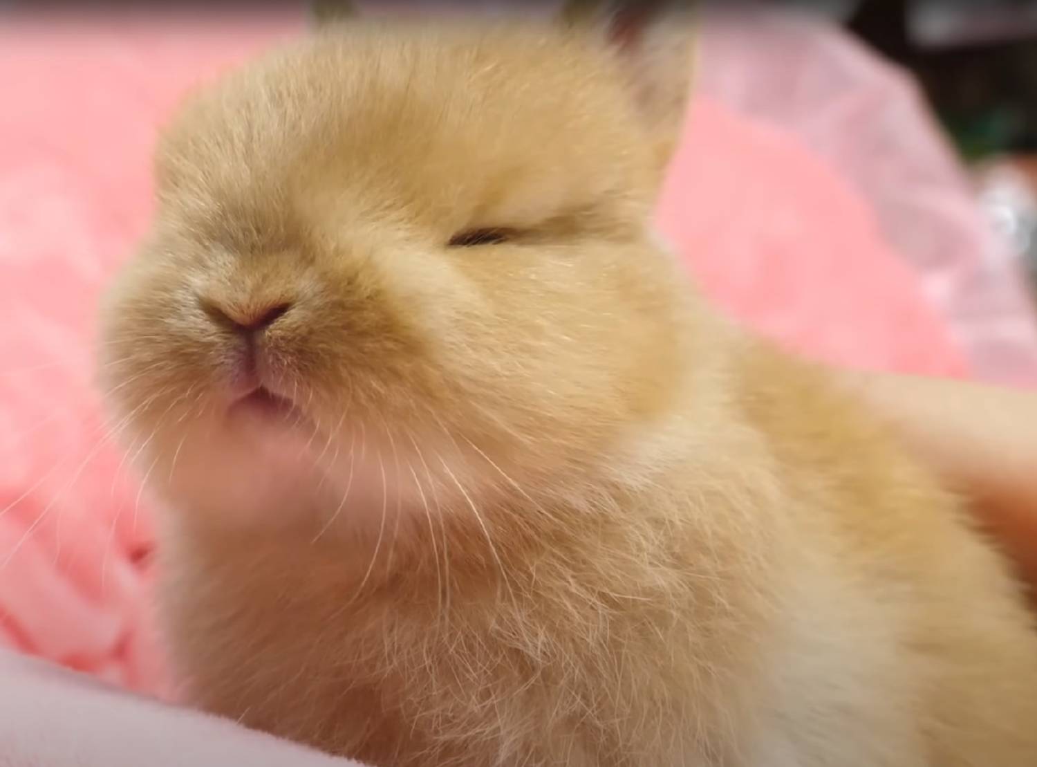 [問卦] 習慣睡回籠覺怎麼辦？