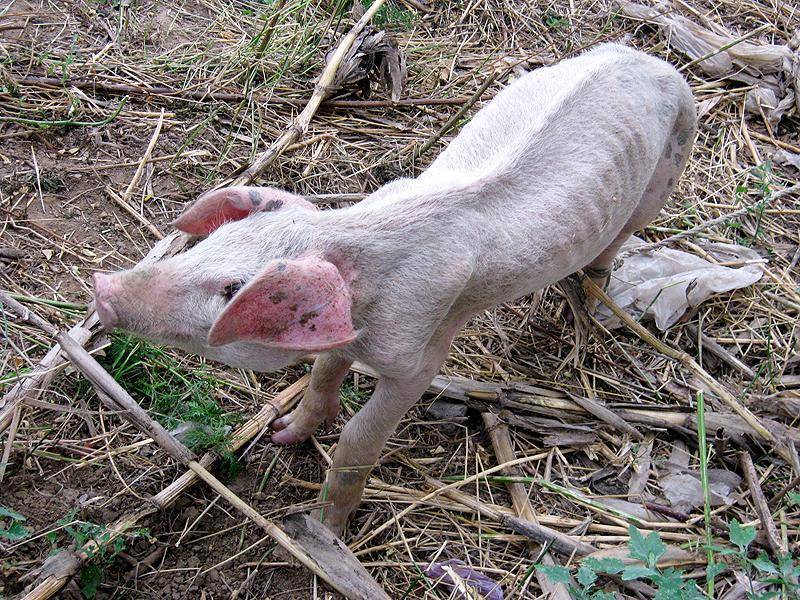 [問卦] JOEMAN瘦了為什麼不帥？