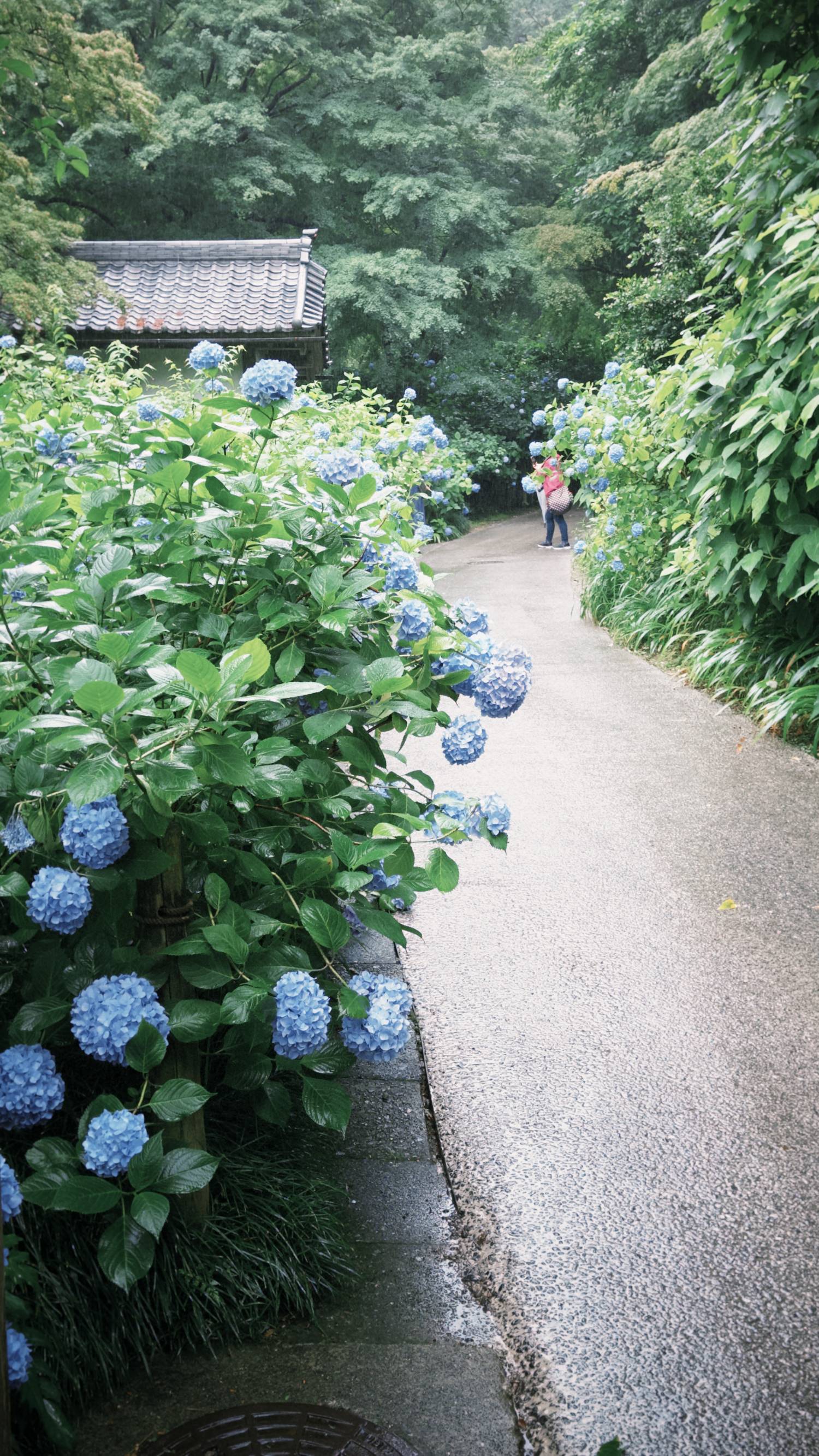 [遊記] 鎌倉、繡球花、湘南海岸