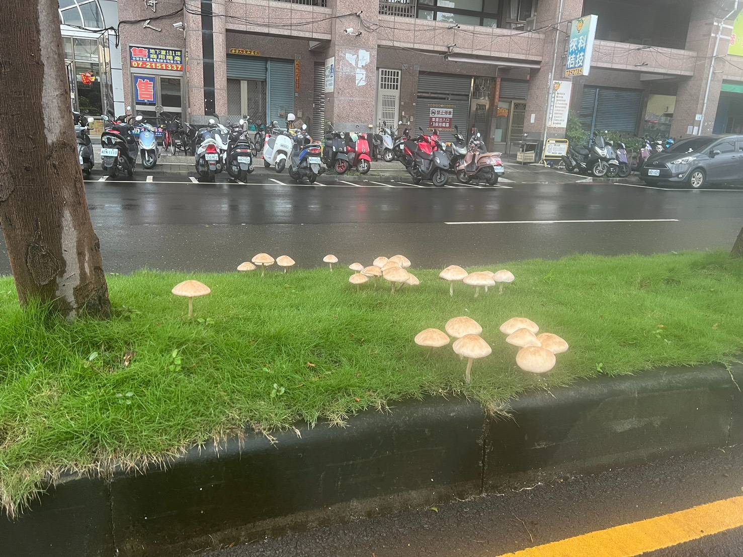 圖 高雄產出的這些蘑菇可以吃嗎?