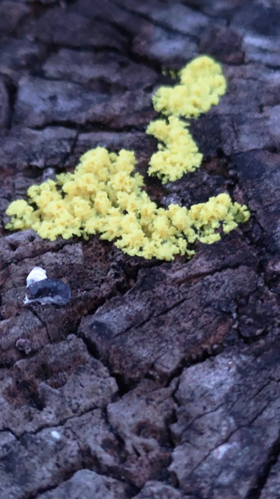 [問卦] 這是黏菌嗎?