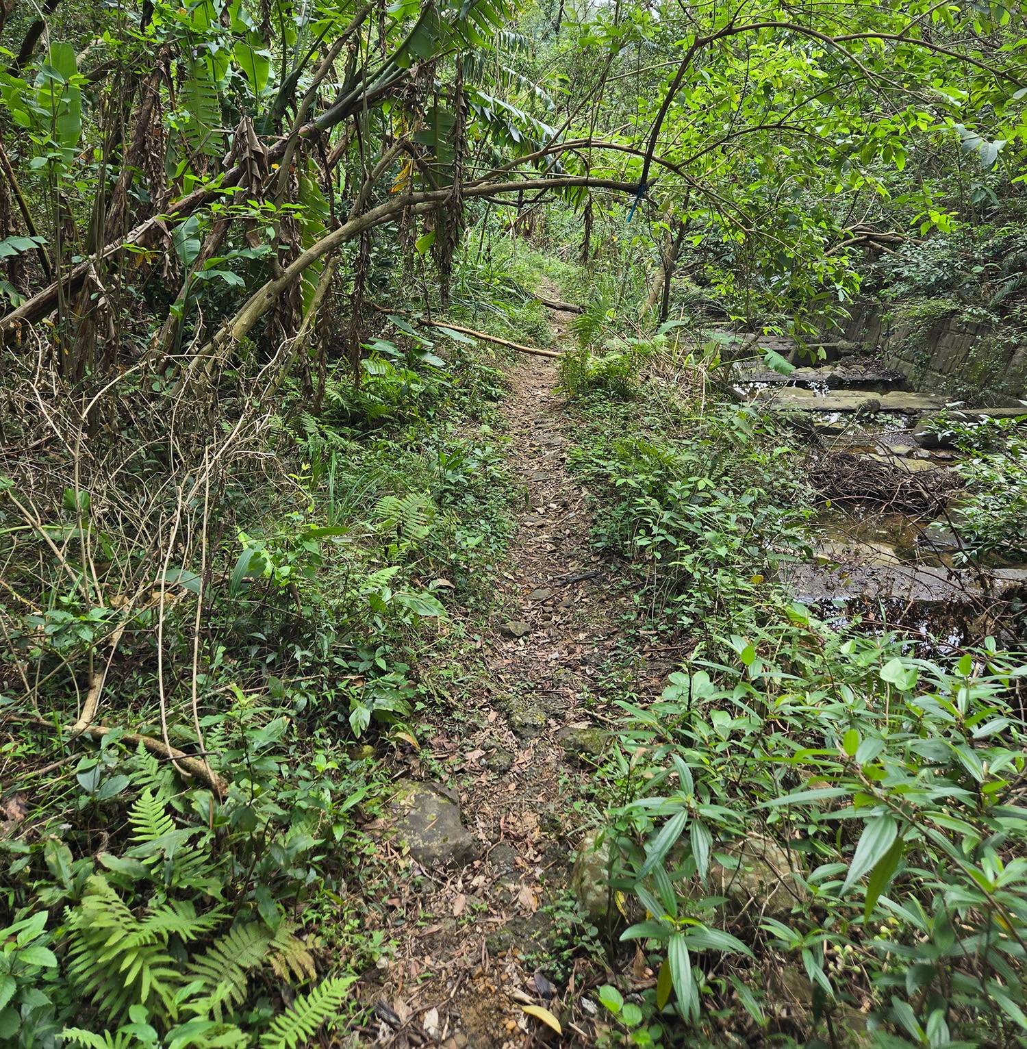 圖 小金面山—西湖山小O型