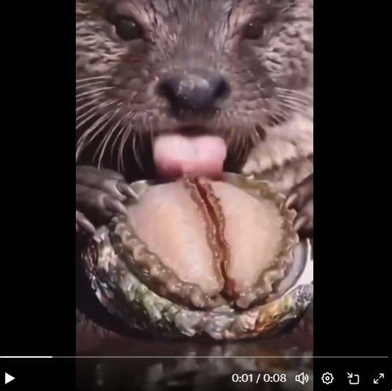 [問卦] 鮑魚被舔到噴水?