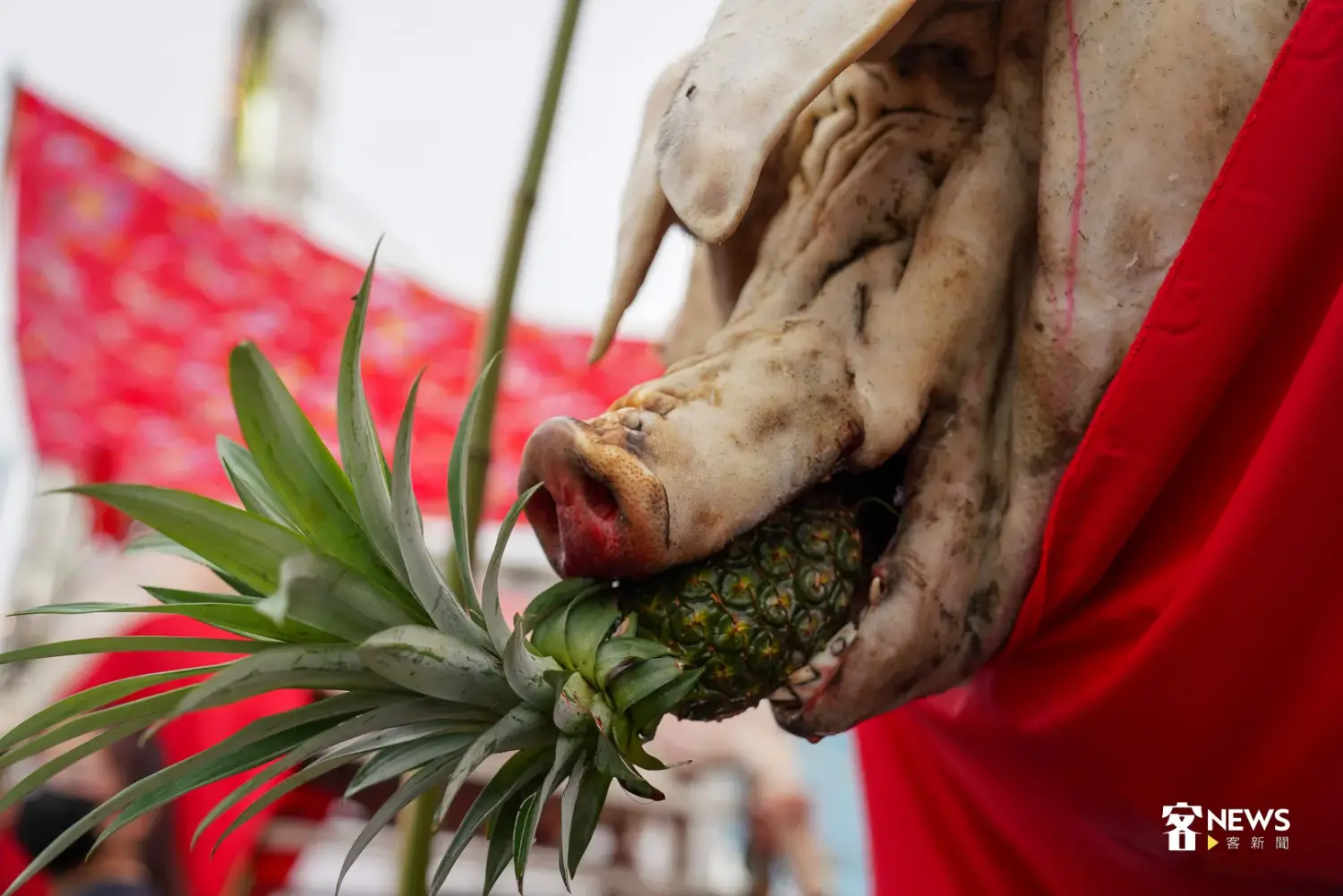 [問卦] 豬公為什麼要咬橘子？