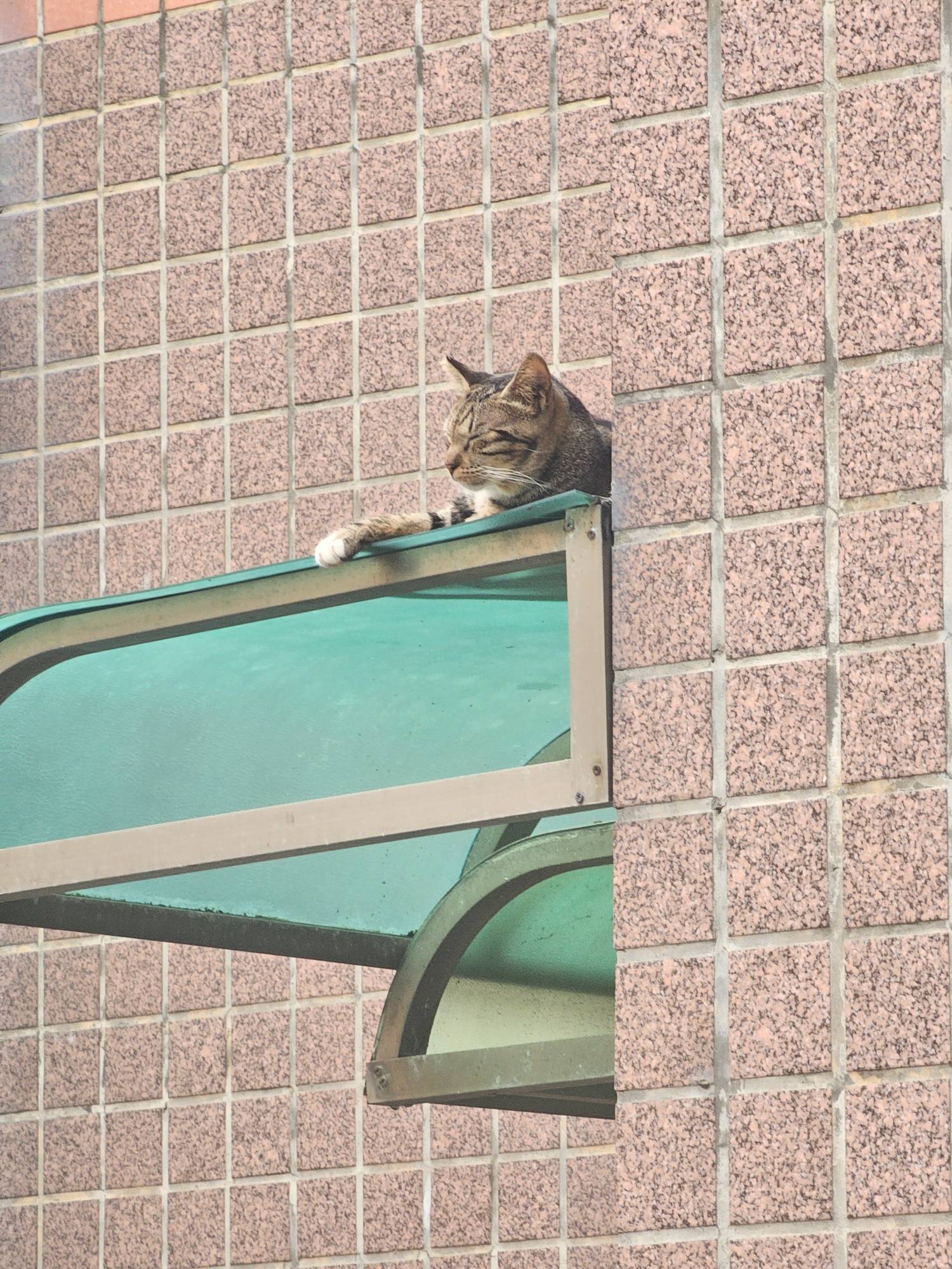 [問卦] 〓.〓 睡覺眼罩會掉下來？怎麼辦？