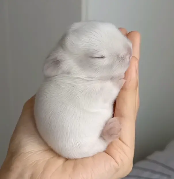 [問卦] 不覺得動物被人類養來吃很殘忍嗎